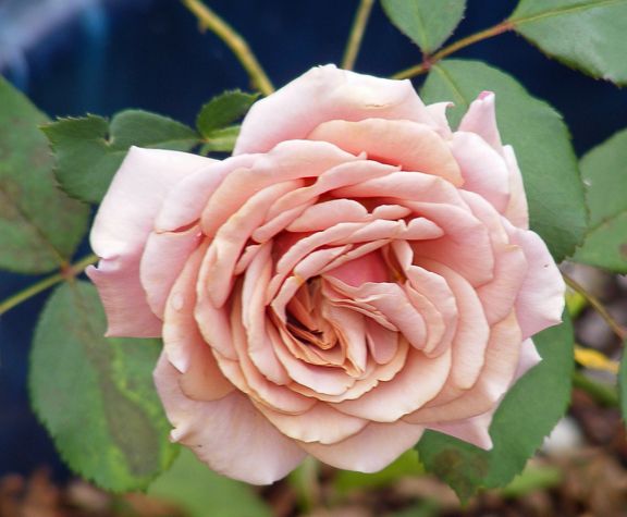 Koko Loco photo kl2014_07280048_zpse28b3f8a.jpg